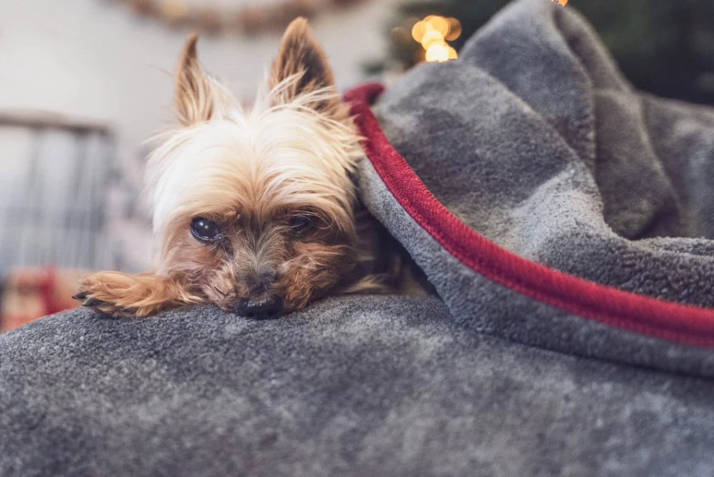 TrendPet Ruby Grau