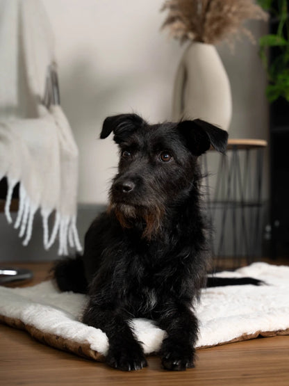 TrendPet Relax Braun