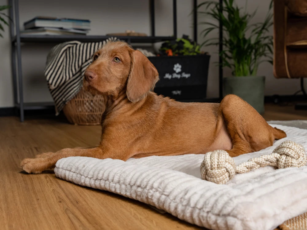 TrendPet Harmony Creme