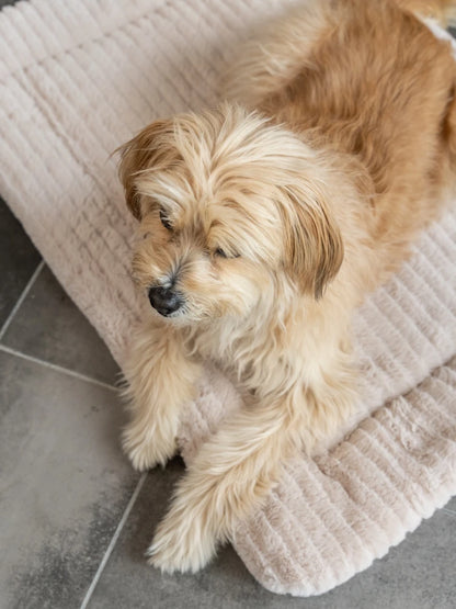 TrendPet Harmony Creme