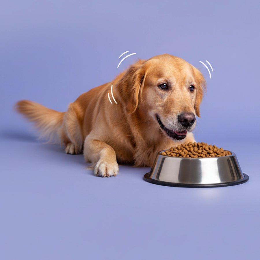 Hundefutter